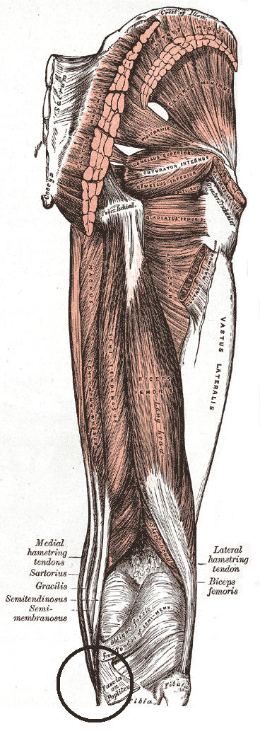 Hamstrings