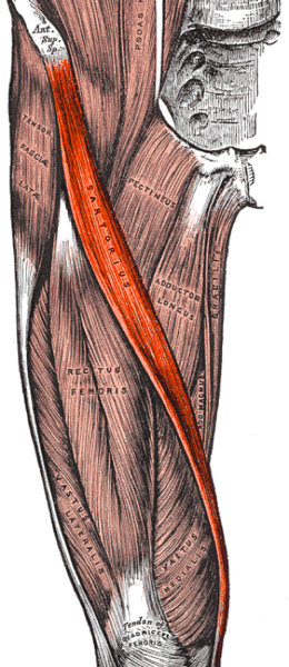 Sartorius